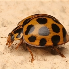 Harmonia conformis at Ainslie, ACT - 20 Apr 2025 07:38 PM