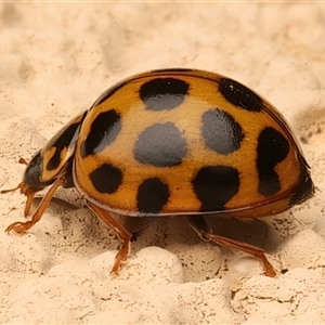 Harmonia conformis at Ainslie, ACT - 20 Apr 2025 07:38 PM
