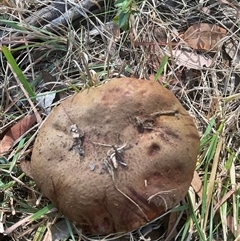 Tylopilus sp. at Macgregor, ACT - 20 Apr 2025 by Jennybach