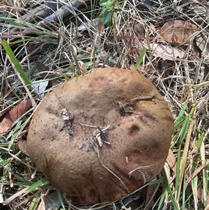Unverified Cap on a stem; none of the above at Macgregor, ACT - 20 Apr 2025 by Jennybach
