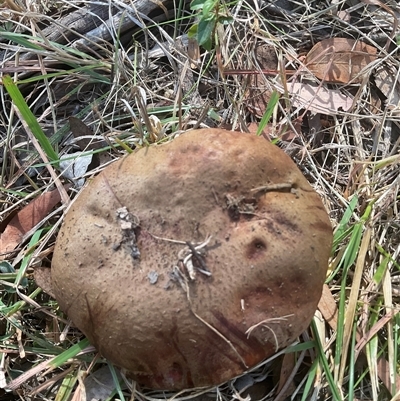 Tylopilus sp. at Macgregor, ACT - 20 Apr 2025 by Jennybach