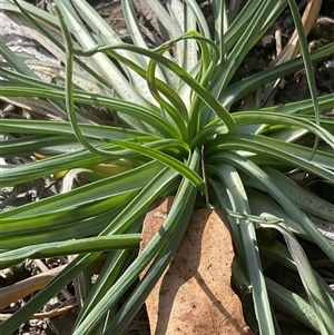 Unverified Plant at Latham, ACT - 20 Apr 2025 by Jennybach