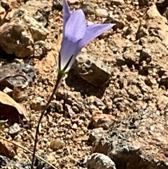 Wahlenbergia capillaris (Tufted Bluebell) at Denman Prospect, ACT - 18 Apr 2025 by Jennybach