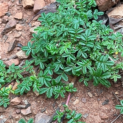 Acaena novae-zelandiae (Bidgee Widgee) at Anglers Reach, NSW - 11 Apr 2025 by Jennybach