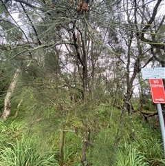 Casuarina glauca (Swamp She-oak) at Narrawallee, NSW - 16 Jan 2025 by Tapirlord