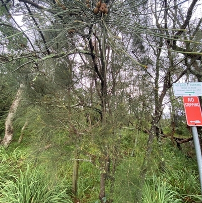 Casuarina glauca (Swamp She-oak) at Narrawallee, NSW - 16 Jan 2025 by Tapirlord