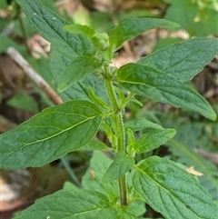 Mentha laxiflora (Forest Mint) at Cotter River, ACT - 4 Jan 2025 by Tapirlord