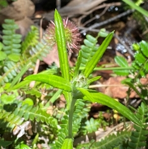 Euchiton limosus (Swamp Cudweed) at Cotter River, ACT - 4 Jan 2025 by Tapirlord