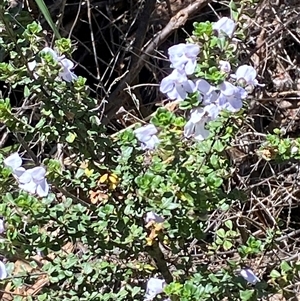 Prostanthera cuneata (Alpine Mint Bush) at Cotter River, ACT - 4 Jan 2025 by Tapirlord