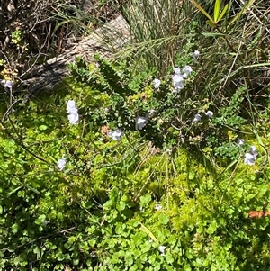Prostanthera cuneata at Cotter River, ACT - 4 Jan 2025 11:11 AM