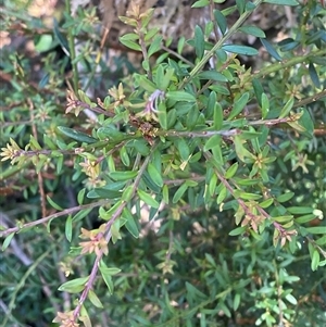 Podocarpus lawrencei (Mountain Plum Pine) at Cotter River, ACT - 4 Jan 2025 by Tapirlord