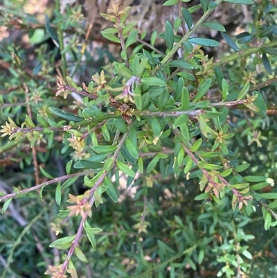 Podocarpus lawrencei (Mountain Plum Pine) at Cotter River, ACT - 4 Jan 2025 by Tapirlord