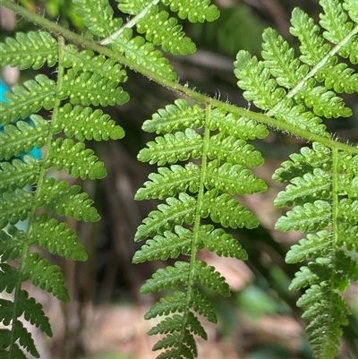 Hypolepis glandulifera (Downy Ground Fern) at Cotter River, ACT - 4 Jan 2025 by Tapirlord