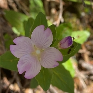 Epilobium gunnianum (Gunn's Willow-herb) at Cotter River, ACT - 4 Jan 2025 by Tapirlord