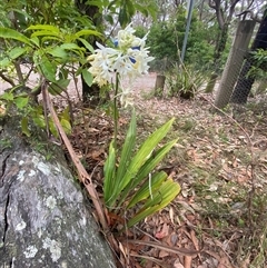 Calanthe triplicata at Termeil, NSW - suppressed