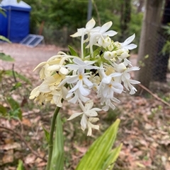 Calanthe triplicata at Termeil, NSW - suppressed