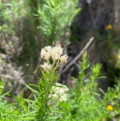 Cassinia aculeata subsp. aculeata (Dolly Bush, Common Cassinia, Dogwood) at Cotter River, ACT - 29 Dec 2024 by Tapirlord