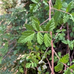 Rubus parvifolius (Native Raspberry) at Cotter River, ACT - 28 Dec 2024 by Tapirlord