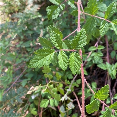 Rubus parvifolius (Native Raspberry) at Cotter River, ACT - 28 Dec 2024 by Tapirlord