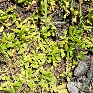 Centipeda elatinoides (Prostrate Sneezeweed) at Cotter River, ACT - 28 Dec 2024 by Tapirlord