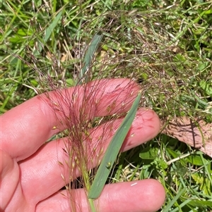 Lachnagrostis aemula (Blown Grass) at Cotter River, ACT - 28 Dec 2024 by Tapirlord