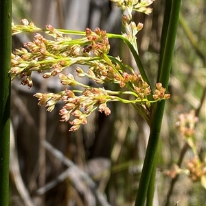 Juncus brevibracteus (Alpine Rush) at Cotter River, ACT - 28 Dec 2024 by Tapirlord