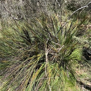 Gahnia subaequiglumis (Bog Saw-sedge) at Cotter River, ACT - 28 Dec 2024 by Tapirlord
