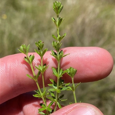 Asperula gunnii (Mountain Woodruff) at Cotter River, ACT - 28 Dec 2024 by Tapirlord