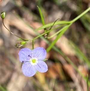 Veronica subtilis at Cotter River, ACT - 28 Dec 2024 by Tapirlord