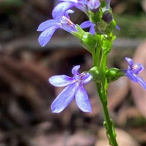Lobelia simplicicaulis at Cotter River, ACT - 28 Dec 2024 by Tapirlord