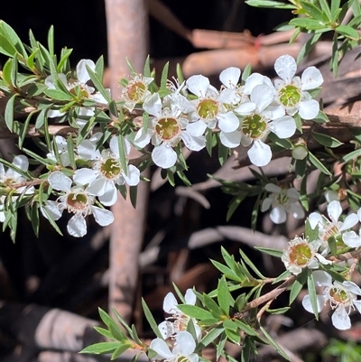 Leptospermum continentale (Prickly Teatree) at Cotter River, ACT - 28 Dec 2024 by Tapirlord