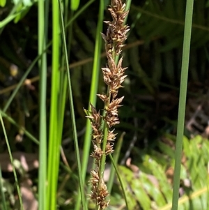 Carex appressa at Cotter River, ACT - 28 Dec 2024 by Tapirlord