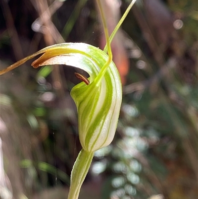 Diplodium decurvum (Summer greenhood) at Cotter River, ACT - 28 Dec 2024 by Tapirlord