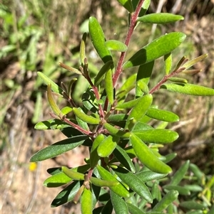 Persoonia subvelutina at Cotter River, ACT - 28 Dec 2024 by Tapirlord