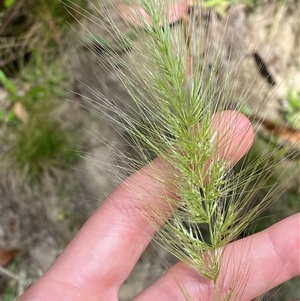 Austrostipa densiflora at Cotter River, ACT - 28 Dec 2024 by Tapirlord