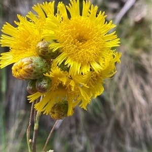 Podolepis hieracioides at Cotter River, ACT - 28 Dec 2024 by Tapirlord