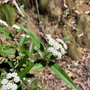 Olearia lirata at Cotter River, ACT - 28 Dec 2024 by Tapirlord