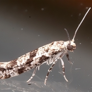 Unverified Other moth at Ainslie, ACT - 20 Apr 2025 by jb2602