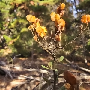 Bursaria spinosa subsp. lasiophylla at Isaacs, ACT - Today by Mike