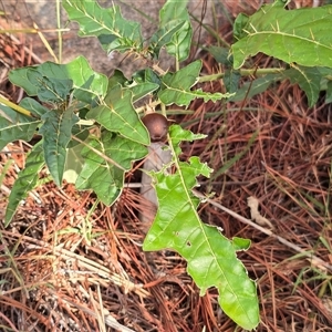 Solanum cinereum at Isaacs, ACT - Today by Mike