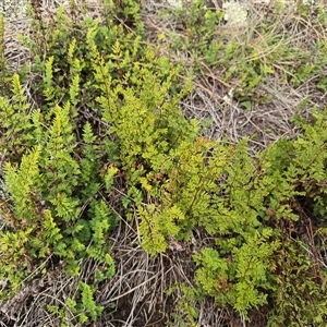 Cheilanthes sieberi at Isaacs, ACT - Today by Mike