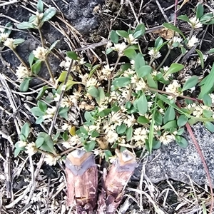 Unverified Other Wildflower or Herb at Isaacs, ACT - Today by Mike