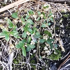 Alternanthera sp. A Flora of NSW (M. Gray 5187) J. Palmer at Isaacs, ACT - 22 Apr 2025 04:27 PM
