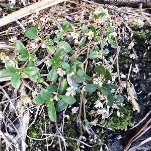 Alternanthera sp. A Flora of NSW (M. Gray 5187) J. Palmer at Isaacs, ACT - 22 Apr 2025 04:27 PM