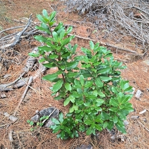 Arbutus unedo at Isaacs, ACT - Today by Mike