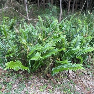 Pellaea falcata (Sickle Fern) at Cockwhy, NSW - Yesterday by Clarel