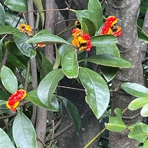 Pittosporum undulatum at Pretty Beach, NSW - Yesterday by Clarel