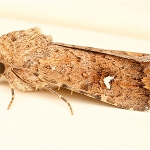 Proteuxoa (genus) at Ainslie, ACT - 20 Apr 2025 by jb2602
