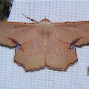 Cernia amyclaria at Bolivia, NSW - suppressed