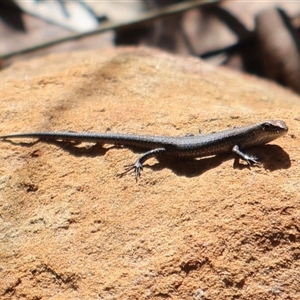 Lampropholis sp. at Pebbly Beach, NSW - 21 Apr 2025 10:18 AM
